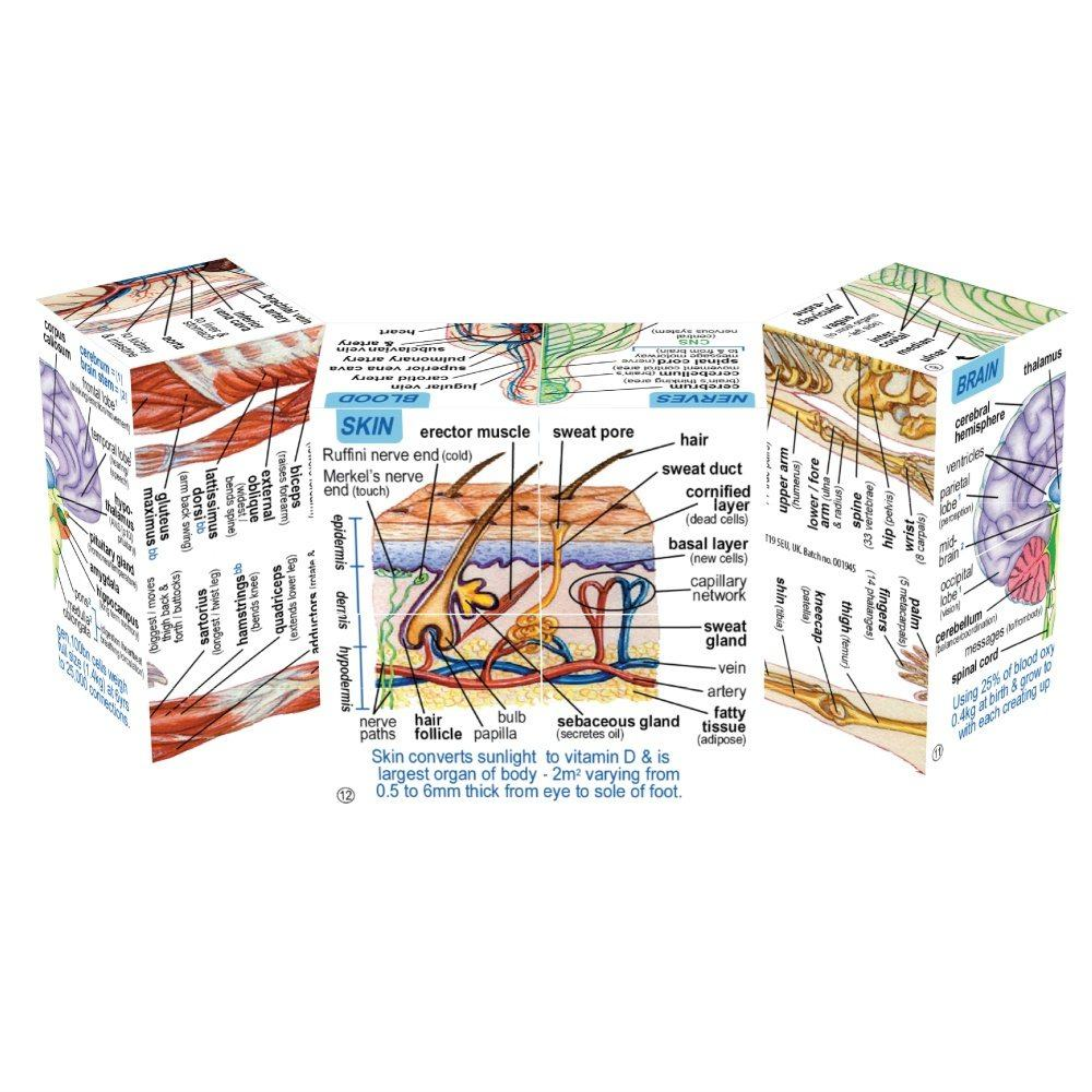 Zoobookoo Cube Book | Human Body