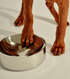 frank green Stainless Steel Pet Bowl | Medium