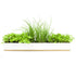 Urban Greens Micro Herbs Windowsill Kit